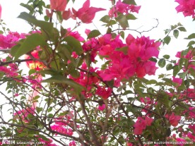 紫色三瓣花
