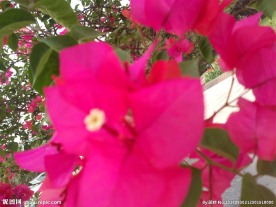 紫色三瓣花