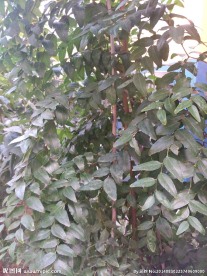 枣树