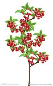 汉源贡椒 花椒