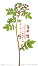 花椒 花椒树