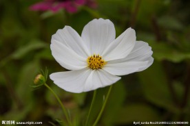 白色格桑花