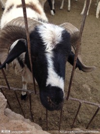 羊
