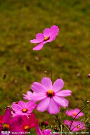 格桑花