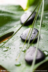 树叶水滴石头