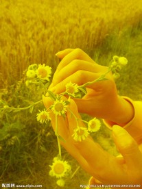 野菊花