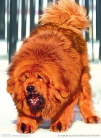 藏獒