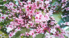 艳艳桃花开