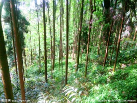 阳光下的树林