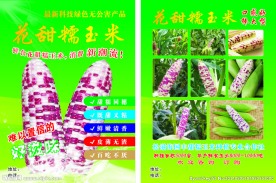 花甜糯玉米 宣传单