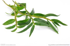 铁皮石斛鲜条图片