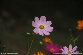 小花一朵