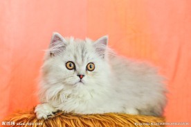 宠物猫