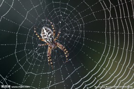 蜘蛛