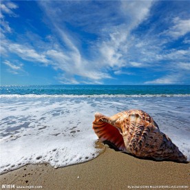 海螺