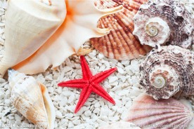 海星 海螺