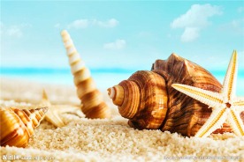 海螺 海星