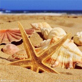 海星 海螺