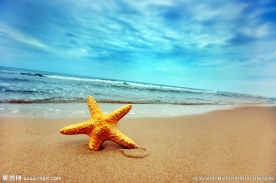 海滩上的海星