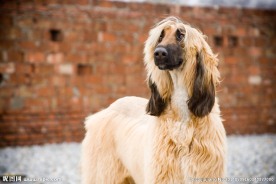 阿富汗猎犬