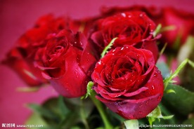 情人节玫瑰花