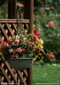 绿化盆景 花草盆景 植