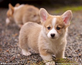 柯基犬