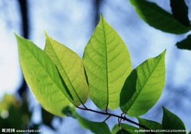 绿叶 特写绿色叶子 特