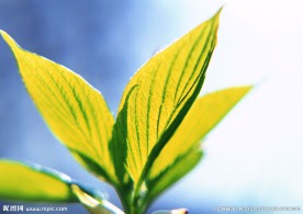 绿叶 特写绿色叶子 特