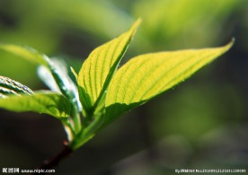 绿叶 特写绿色叶子 特