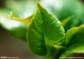 绿叶 特写绿色叶子 特