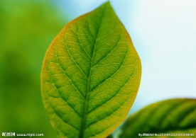 绿叶 特写绿色叶子 特