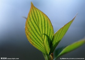 绿叶 特写绿色叶子 特