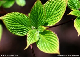 绿叶 特写绿色叶子 特