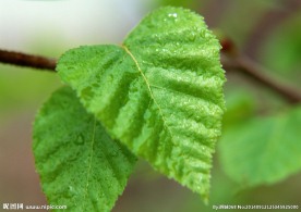 绿叶 特写绿色叶子 特