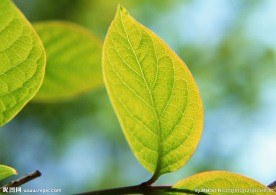 绿叶 特写绿色叶子 特
