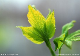 绿叶 特写绿色叶子 特