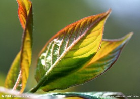 绿叶 特写绿色叶子 特