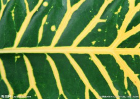 颜色斑驳 特写绿色叶