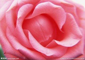 花朵 玫瑰 粉色玫瑰花