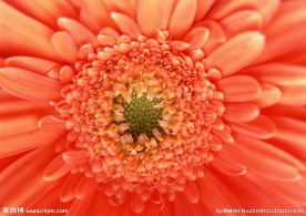 花朵 菊花 黄色菊花 