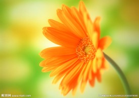 花朵 菊花 黄色菊花 