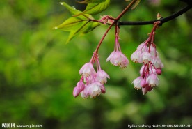 山花