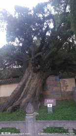 古树
