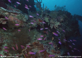 海底世界 海底 珊瑚礁