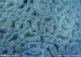 海底世界 海底 珊瑚礁