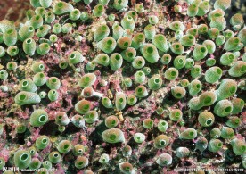 海底世界 海底 珊瑚礁