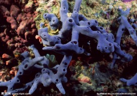 海底世界 海底 珊瑚礁