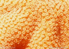 海底世界 海底 珊瑚礁