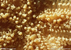 海底世界 海底 珊瑚礁